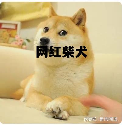 柴犬什么颜色最贵 网红柴犬 柴犬什么颜色最贵 网红柴犬