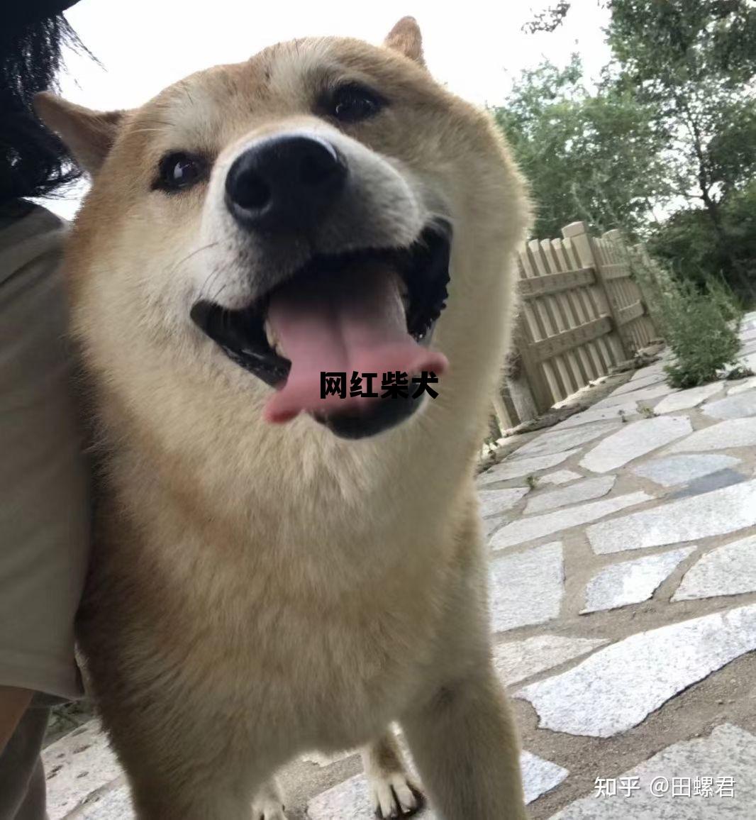 柴犬什么颜色最贵 网红柴犬 柴犬什么颜色最贵 网红柴犬